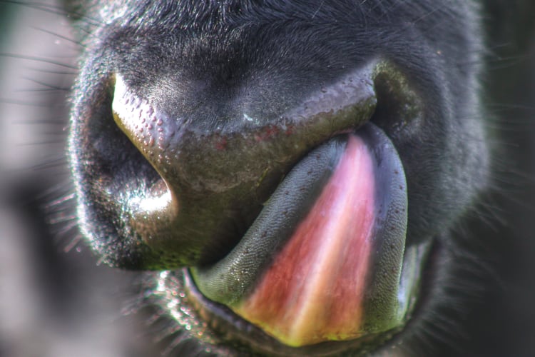 ‘Save Gen F’: Stonyfield Organic wants to help secure the future for family dairy farmers