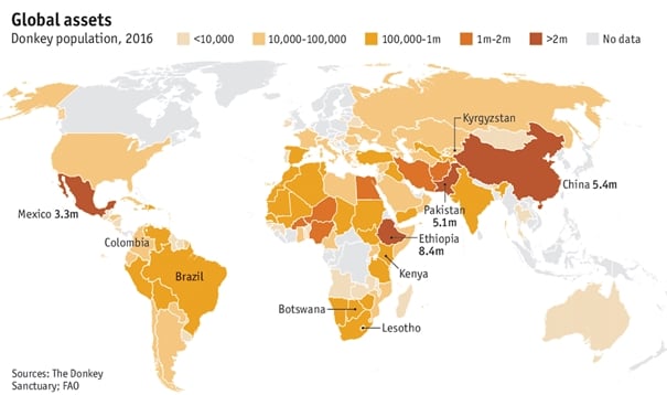 donkey-global.jpg