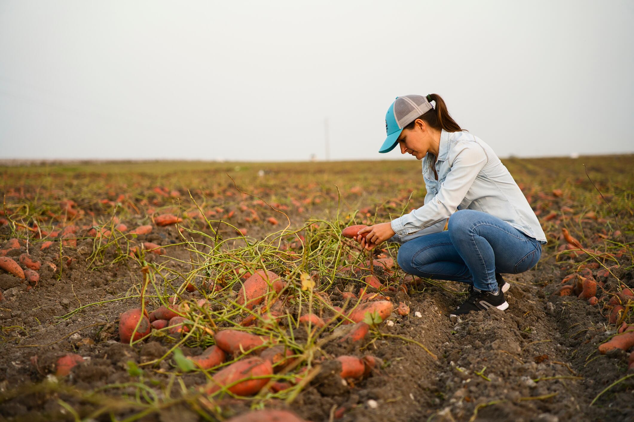 Sweetpotato milk first gains big financial backing