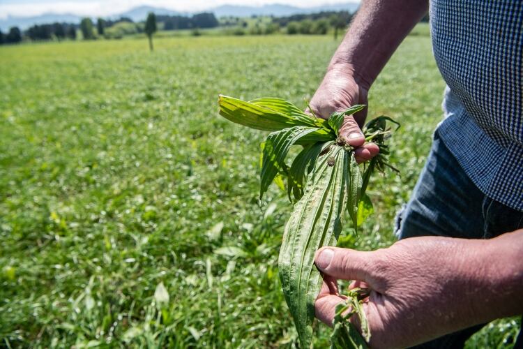 Fonterra, Nestlé and DairyNZ to work together on tackling nitrogen leaching
