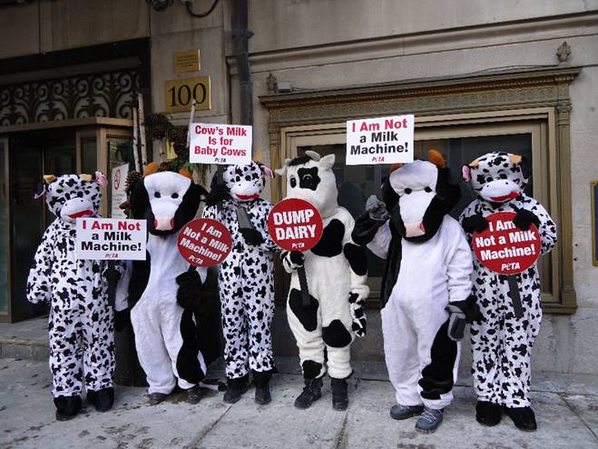 Dairy-Farmers-of-Ontario-hit-by-PETA-dehorning-protests.png