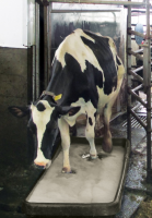 Dairy Cow - Thymox Hoof Bath