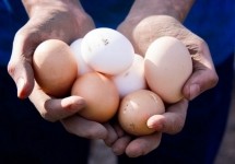 We’re in the midst of the deadliest avian influenza outbreak in US history, which is having a major impact on the global egg industry. Pic: GettyImages/xverson90x