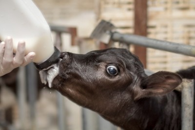 Nutreco looks to ‘metabolic maps’ to learn more about impact of perinatal calf diets