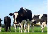 Dairy UK calls on EU to show ‘confidence’ in industry competitiveness