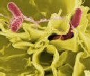Salmonella tops EFSA’s latest disease study