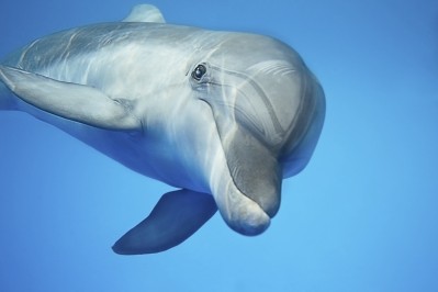 A study of dolphins found that a fat, common in butter and other dairy, may help reverse prediabetes.