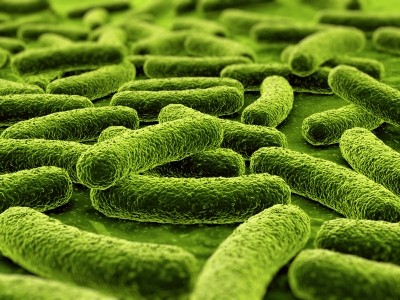 Probiotic blend benefits antibiotic users: Study