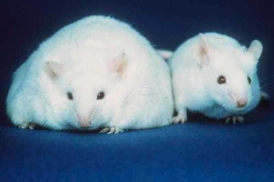 Sweeteners linked to higher weight gain: Rat study
