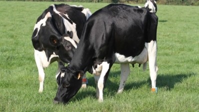 Afimilk has introduced a calving alert system into its AfiAct II system, to detect the onset of calving.