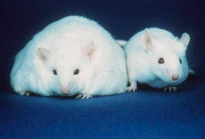 Sweeteners linked to higher weight gain: Rat study