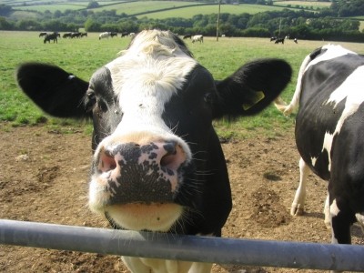 dairy cows methane explosion