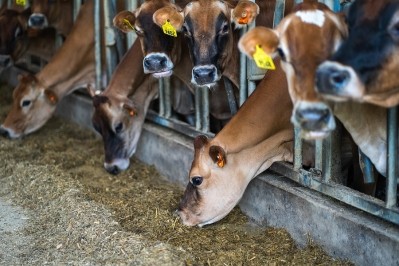 Cows eating fresh forage © HydroGreen 