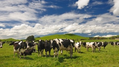 Cattle farm in New Zealand © GettyImages/4FR