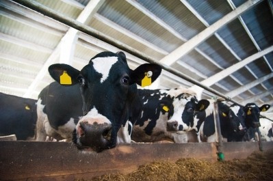 Multiple companies have acknowledged that dairy farming does contribute a significantly to GHG emmissions, but that they are actively working to minimize their environmental footprint.  ©GettyImages/Grigorenko