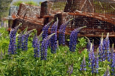 Not just a pretty perennial. Lupins are high in protein, and useful in many foods, including dairy alternatives. Pic:©Jim Cornall