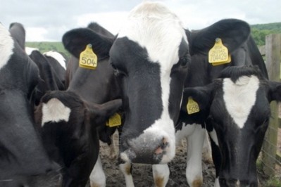 European milk producers expect costs to rise in the coming winter due to drought-induced feed shortages.
