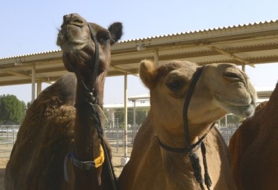 Camelicious, based in Dubai, is the world's largest producer of camel milk.