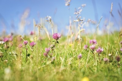 Introducing clover lays can be one way to boosting biodiversity. Photo: GettyImages/georgeclerk