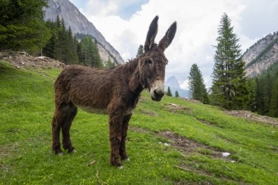 A lack of awareness of donkey milk and its high cost are impeding growth in the sector, but this is being offset by social media interest and new clinical results. Pic: Getty Images/Jacek Jacobi