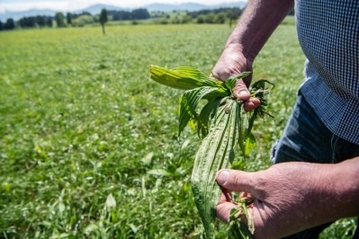 Incorporating certain varieties of plantain into a cow’s diet has been shown to reduce the nitrogen concentration in their urine, which can leach through soil into groundwater.  Pic: Fonterra