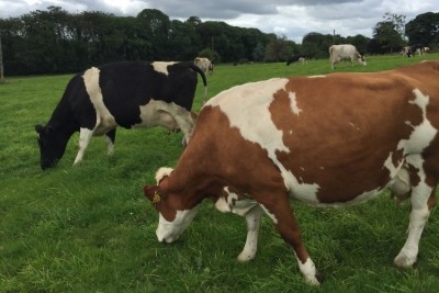 Two dairy cooperatives in Ireland have agreed to merge, subject to approval from the country's relevant authorities.