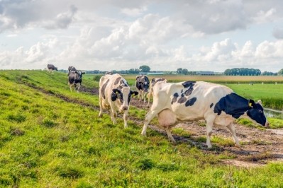 Dutch consumers are likely to see more cows in the fields as more FrieslandCampina farmers choose to feed their cows in meadows. Pic: ©Getty images/RuudMorijn 