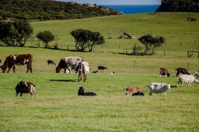 The ODFA is the largest producer of certified organic milk in the country. Pic: Getty Images/Bina Taylor