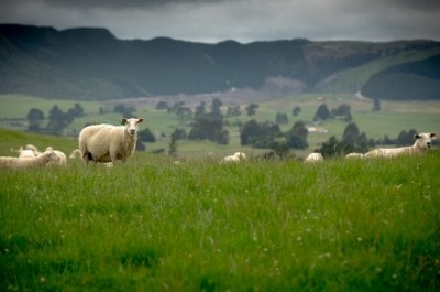 As sheep milk continues to expand, the company has invited anyone interested in sheep farming to attend its open day in Cambridge, New Zealand, on November 4. Pic: Spring Sheep Milk Co.