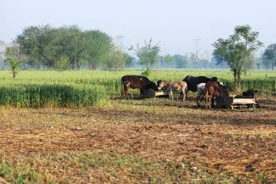 More small dairy farmers in South Punjab in Pakistan will now have access to milk collection centers in the region following investment from Australia's MDF. Pic:©GettyImages/danishkhan