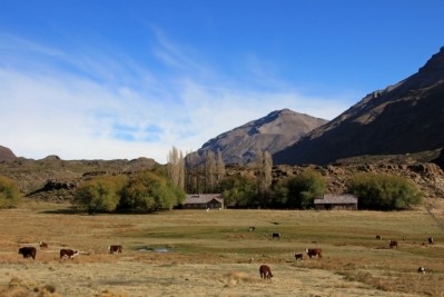 An Argentine dairy farm. Pic: Getty Images/reisegraf