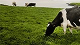 Irish dairy delivers sustainable, consistent and reliable global supply