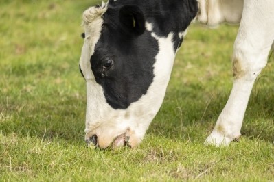 A slow-release variant of Bovaer for grazing cows is in the works. Image: Getty/Ray Orton