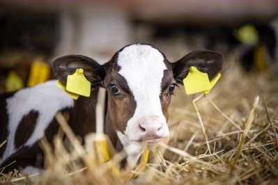 Bovine respiratory disease is the cause of 22% of calf deaths. Image: Getty/Smederevac