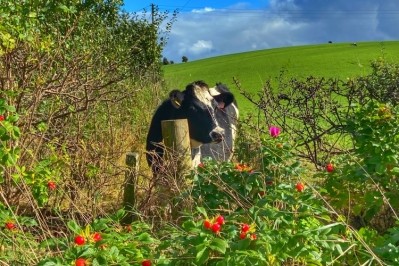 The organic dairy category in the UK grew by 4% last year.