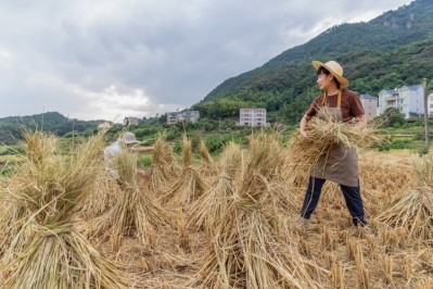 The biggest decline in climate-related development funding occurred in Asia, according to FAO. Image: Getty/Chun han