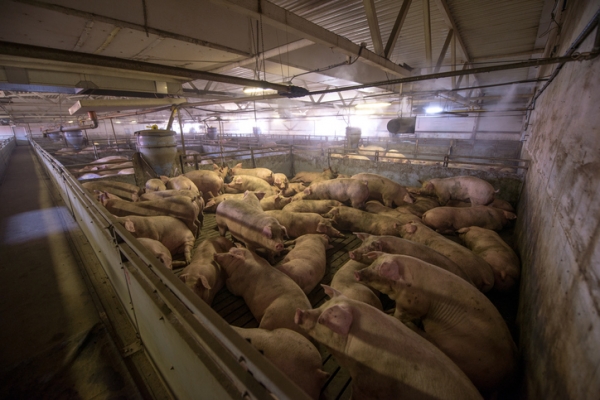 factory farm, animal cruelty, pig, pork Droits d'auteur agnormark
