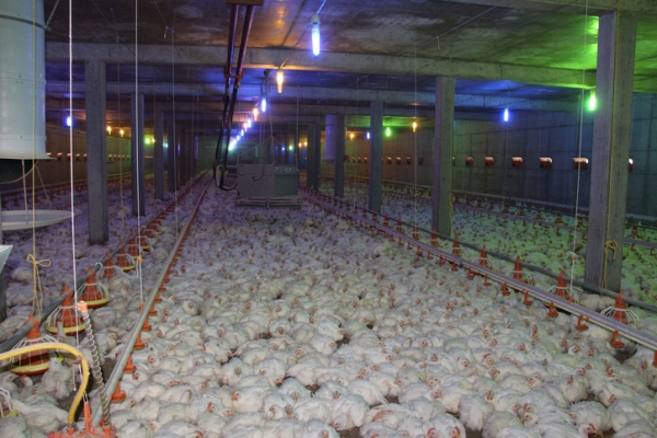 battery hens, factory farm, chicken, animal welfare, curelty, Droits d'auteur ShockMonkey
