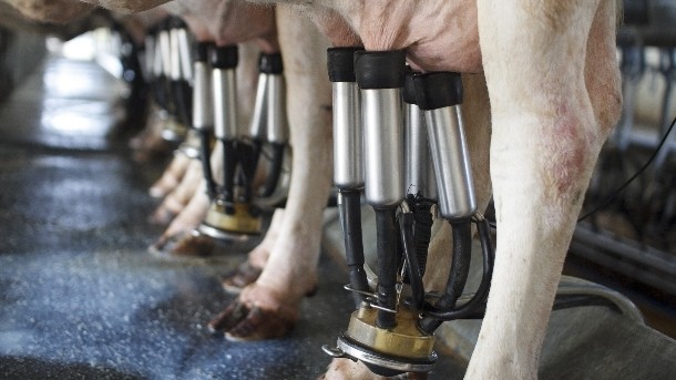 A study by Spanish researchers found drugs in water samples taken from milking parlors in northwest Spain. Pic: ©iStock/Toa55