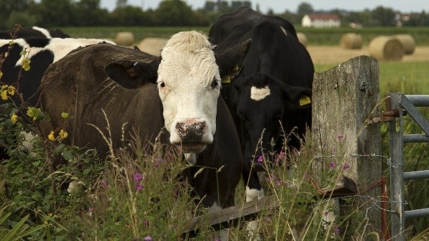 Dairy UK recently published its new export strategy document. Photo: iStock - CGRouse