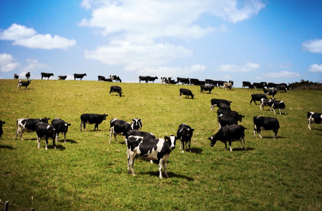 KPMG highlights 'misconceptions' about offshore interest in NZ dairy land