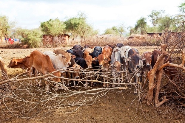 Part of the strategic agreement includes a cattle breeding improvement program that help increase dairy production in Nigeria. Pic: ©iStock/Britta Kasholm-Tengve
