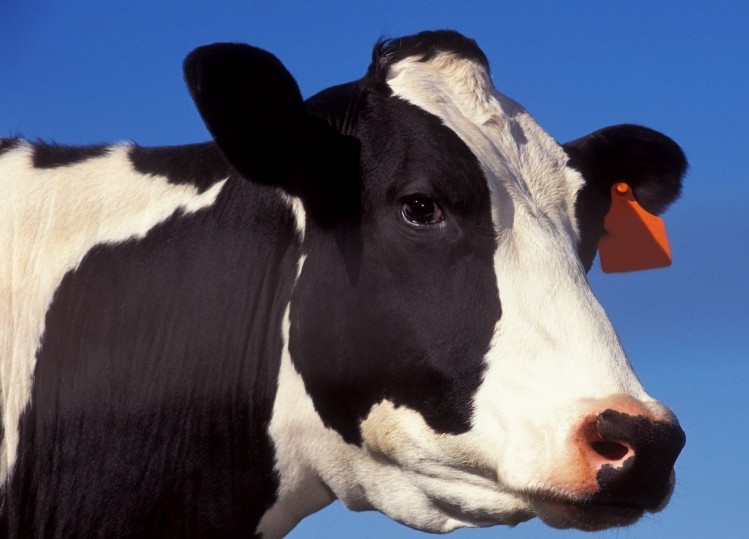 Fonterra to stop sourcing milk from land affected by oil and fracking