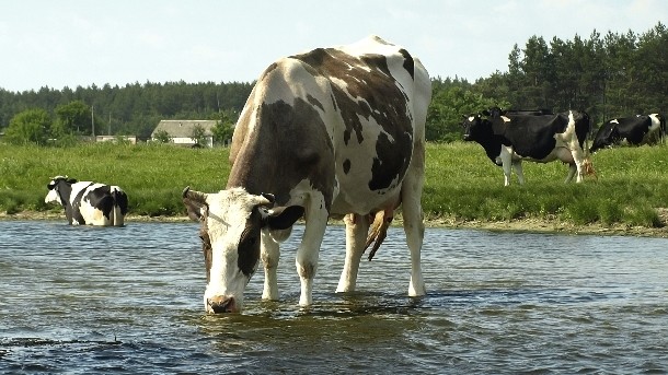 A study at Virginia Tech's Department of Food Science and Technology looked at the effect of iron contamination of cows' drinking water. Photo: iStock - Andriy_Yelizarov
