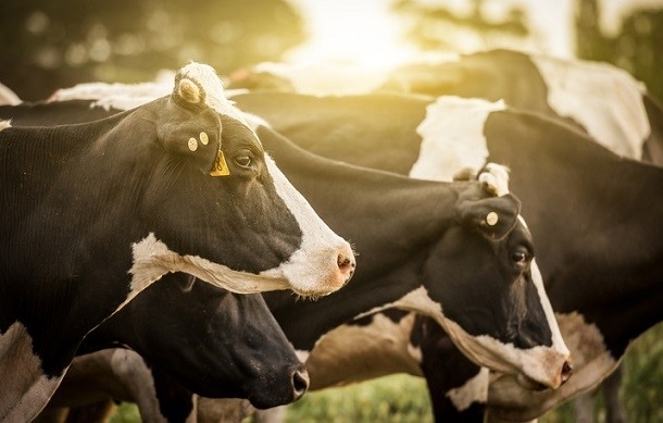 The Dairy Act would extend the H2-A worker program from seasonal to year-long visas. ©iStock/SW_Photo