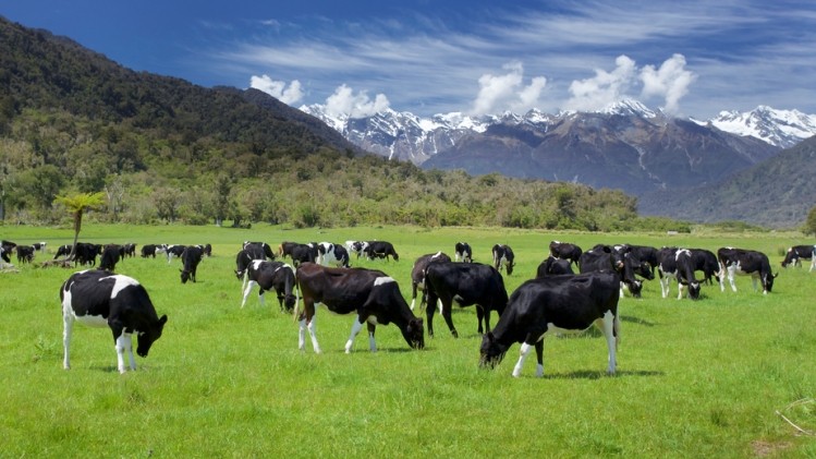 A New Zealand dairy herd. Pic: iStock/pelooyen.