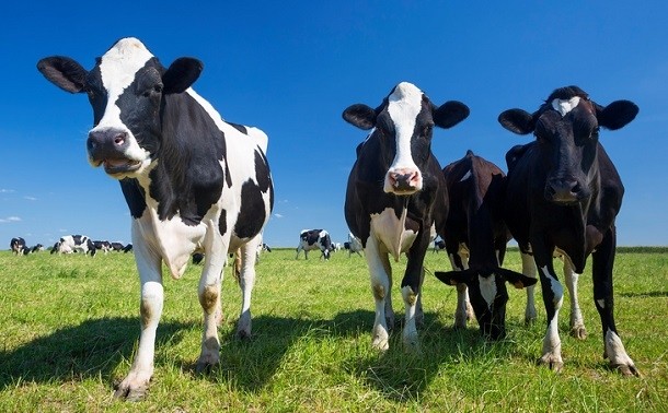 With the $1.4m grant from the USDA, a team of researchers from three different universities aim to expand the limited body of research on the health and welfare of cows on organic dairy farms. ©iStock/vwalakte