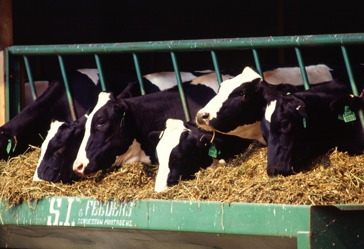 DFA, Foremost Farms, and Michigan Milk Producers believe it's the right time for investment in Michigan dairy.