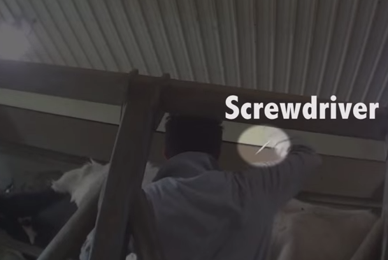 The Mercy for Animals video opens with a shot of a worker jabbing a cow with a screwdriver. 