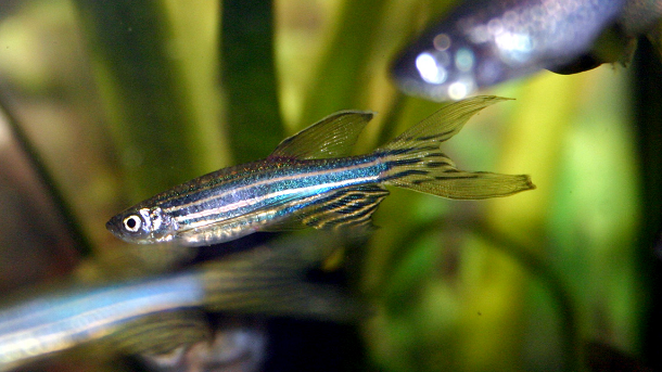 Zebrafish are an emerging model species for neurobehavioral studies. The results provide further support for their use in microbiota-related neuroimmune research. ©iStock